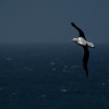 Albatros Sanforduv - Diomedea sanfordi - Northern Royal Albatros 7621